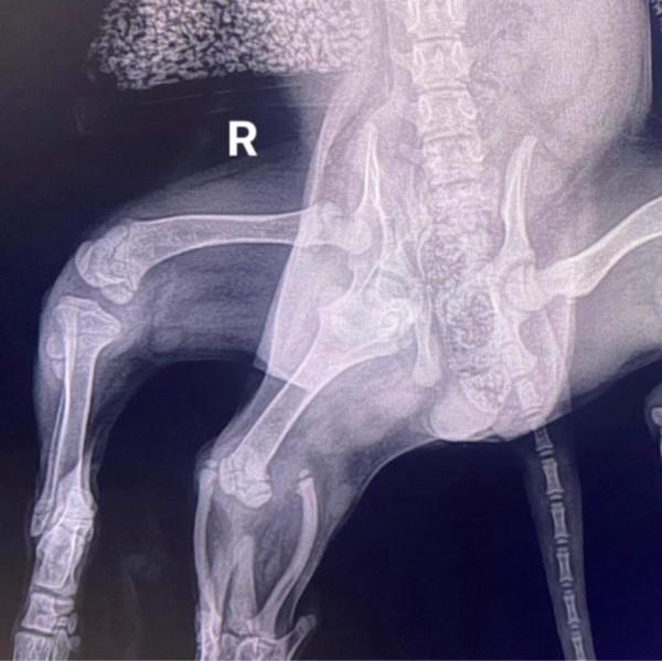 xray of dog pelvis xray of dog pelvis