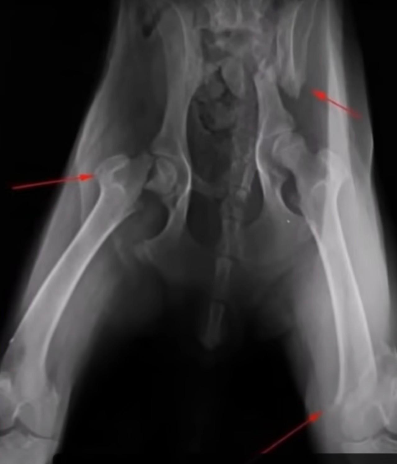xray of dog's broken bones