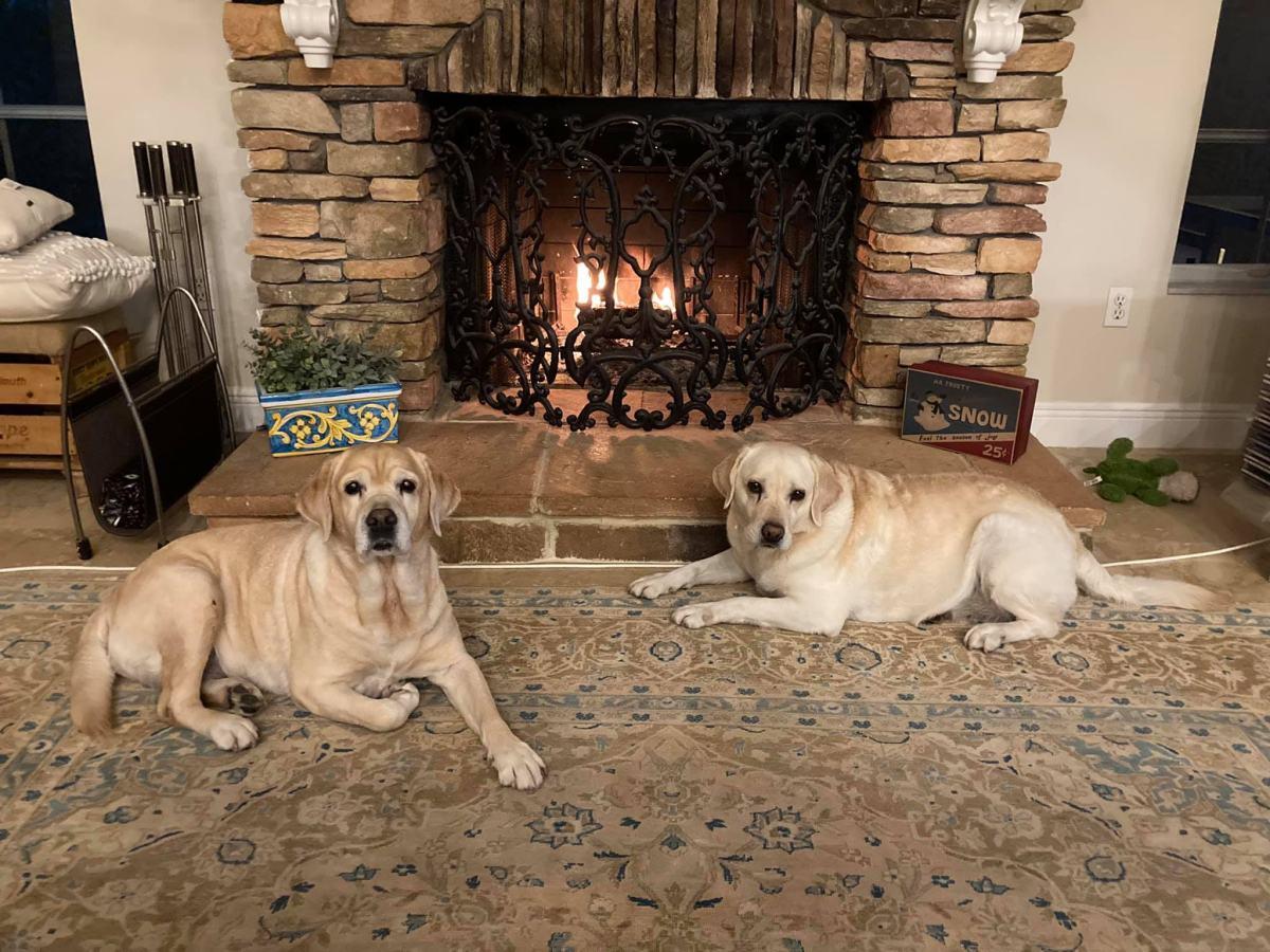 2 labradors lying in front of a fireplace