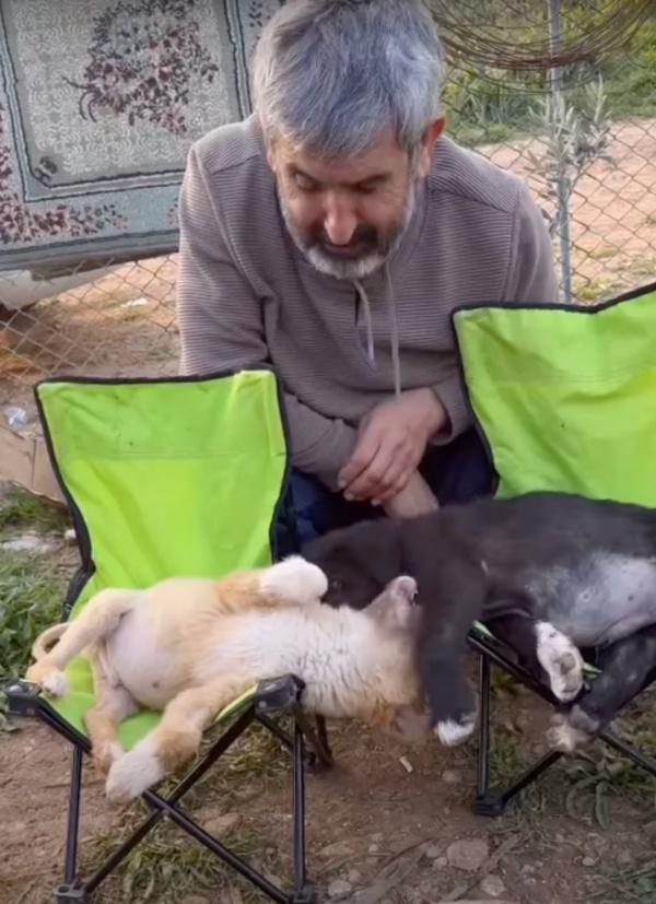 2 pups lying on camping chairs playing together with a man standing behind