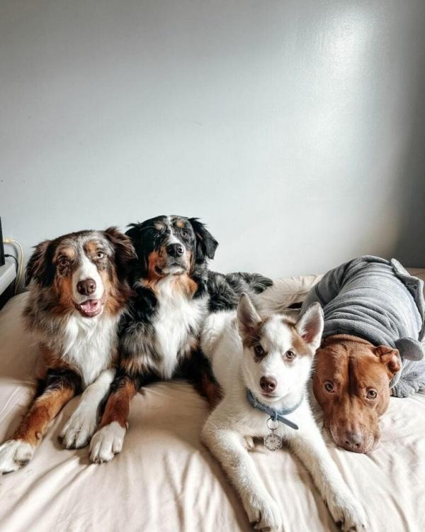 4 dogs lying on bed