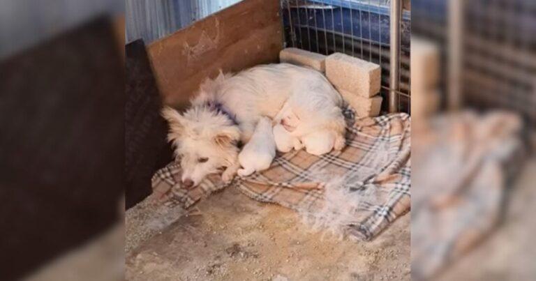 A Mama Dog And Her Puppies Were Shivering In A Cold Shelter Corner Until She Arrived