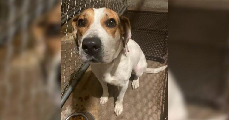 Abandoned Pup Dog With Sad Note On Her Collar Jumps Into Police Car