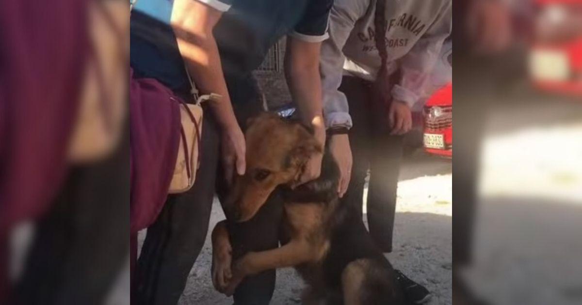Desperate Pup Wrapped Herself Tightly Around People Begging For Help