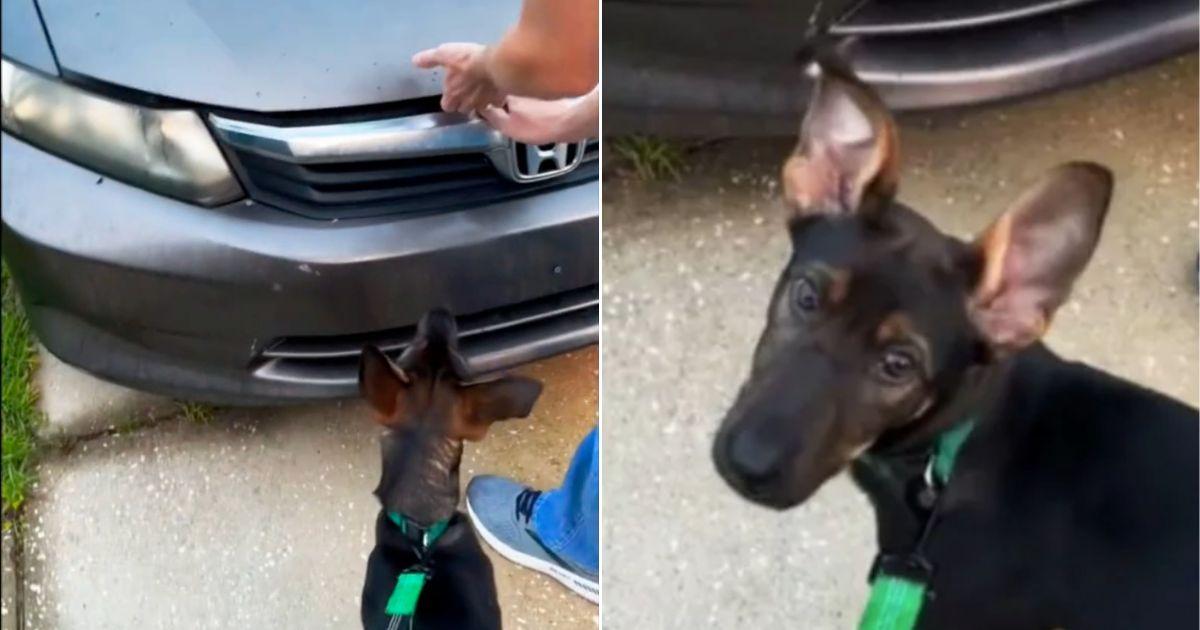 Dog Wouldn’t Stop Whining At The Car Until His Owners Discovered The Hidden Surprise