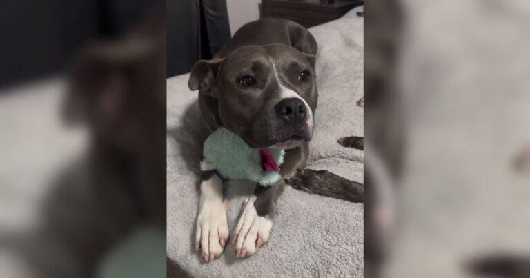 Family Expecting A Baby Surrender Their Dog Just Because They Were Afraid Of Her Breed