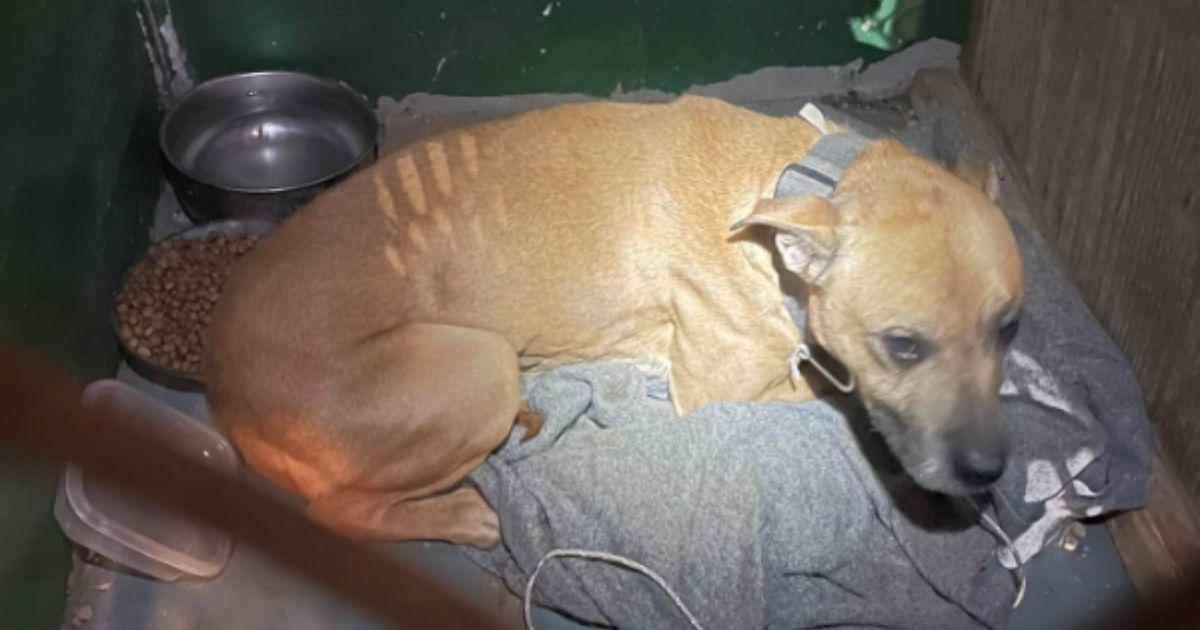 Family Moves Into New Home And Finds A Shocking Surprise Waiting Inside