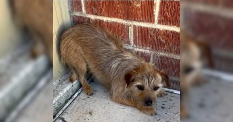 Family Reunites With Their Missing Dog And Then Got Even Happier News