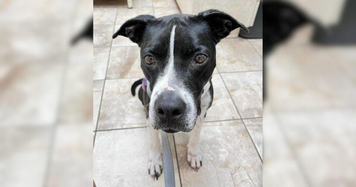 Grieving Dog Who Lost Her Friends In A Hoarding Situation Dreams Of Being Adopted