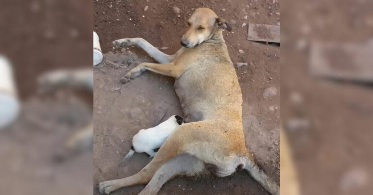 Heavily Injured Mother Dog Stared At Rescuers With Tears Begging Them To Help Her Puppies