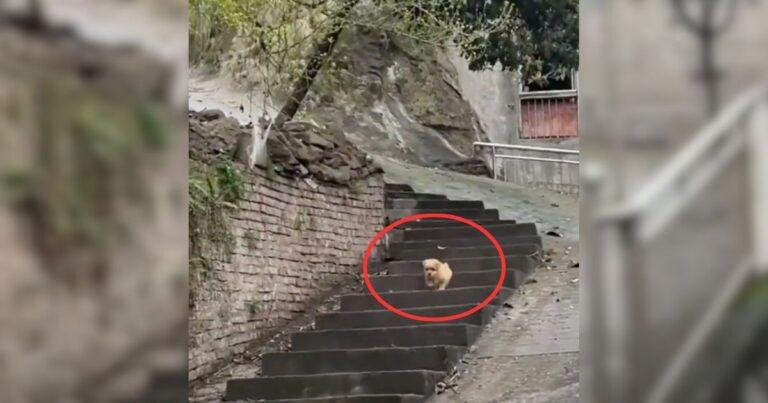 Lost Stray Puppy Roams The City Until A Kind Stranger Changes Everything