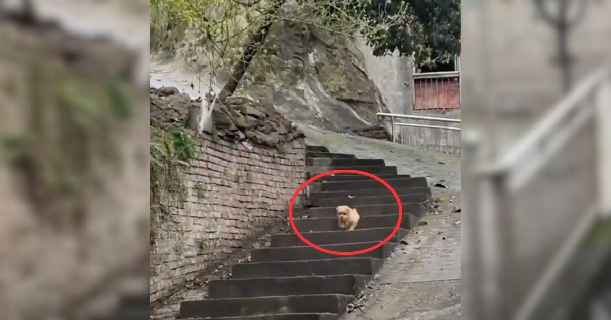 Lost Stray Puppy Roams The City Until A Kind Stranger Changes Everything