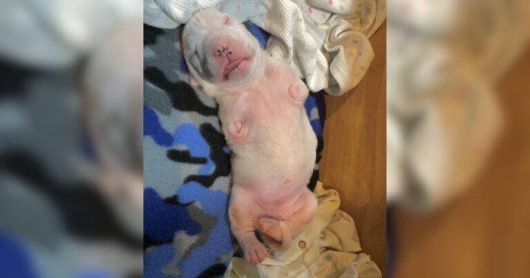 Lovely 2 Legged Pup Hopping Like A Bunny Became Foster Dad To A Litter Of Puppies