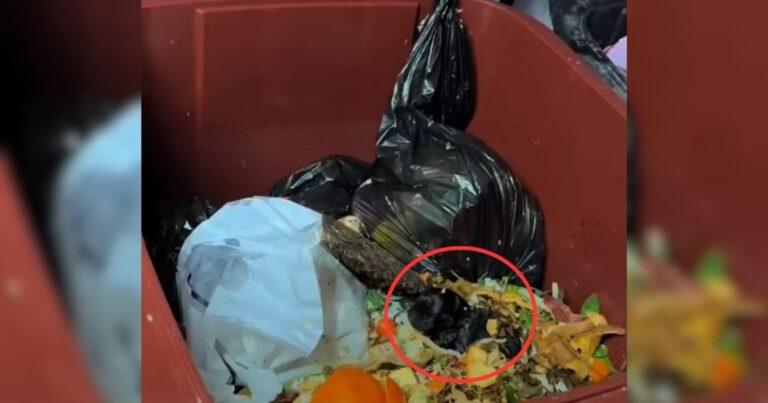 Man About To Throw Out Trash Freezes After Spotting Something Unbelievable Inside The Bin