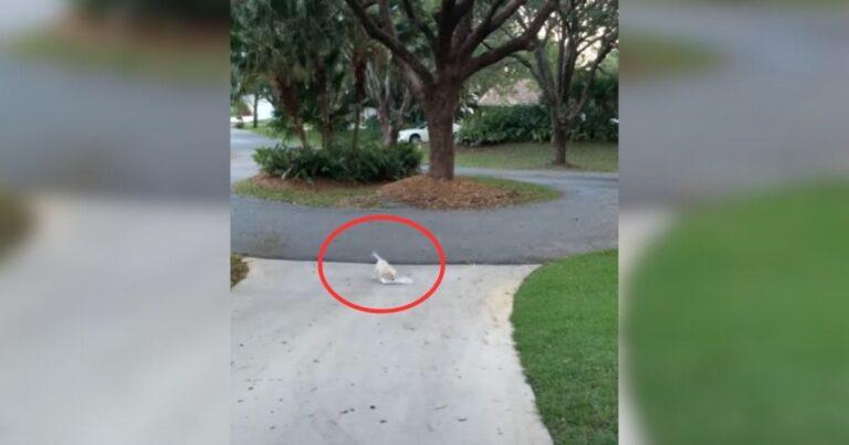 Man Noticed His Dog Acting Odd In The Yard And Was Surprised By The Reason