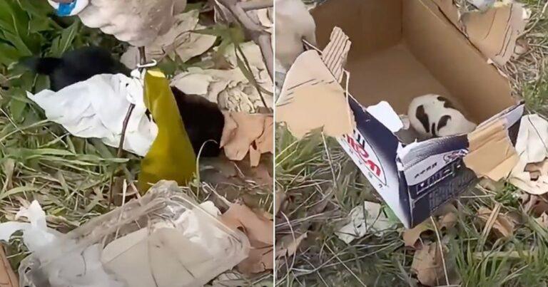 Man Spots Two Abandoned Puppies On The Road And Refuses To Leave Them Behind On His Business Trip