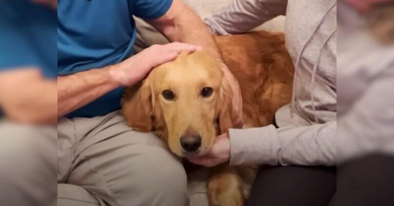 Neglected Golden Retriever Locked In A Yard Alone For 8 Years Finally Learns What Love Feels Like