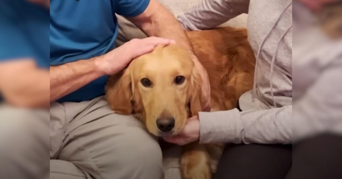 Neglected Golden Retriever Locked In A Yard Alone For 8 Years Finally Learns What Love Feels Like