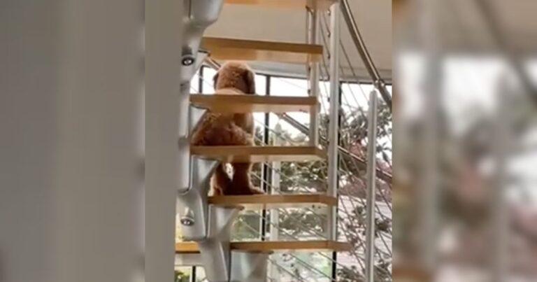 Owner Can’t Believe His Eyes When He Sees His Dog Sitting Like A Human