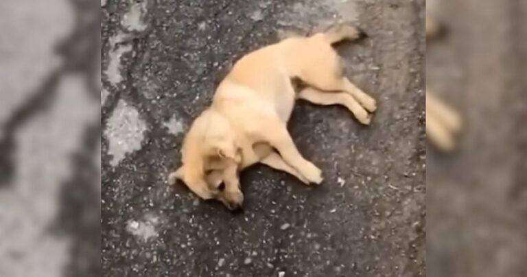 Pregnant Dog Collapsed From Exhaustion On The Road And Then Someone Stopped To Help