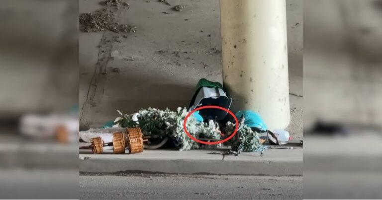 Pup Hiding In Trash Pile Under Highway Starts Wagging Tail When He Spots Rescuers