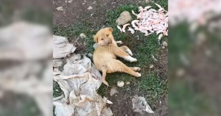 Puppy Found In Agony With A Broken Spine Couldn’t Stop Crying From Pain Until Rescuers Stepped In