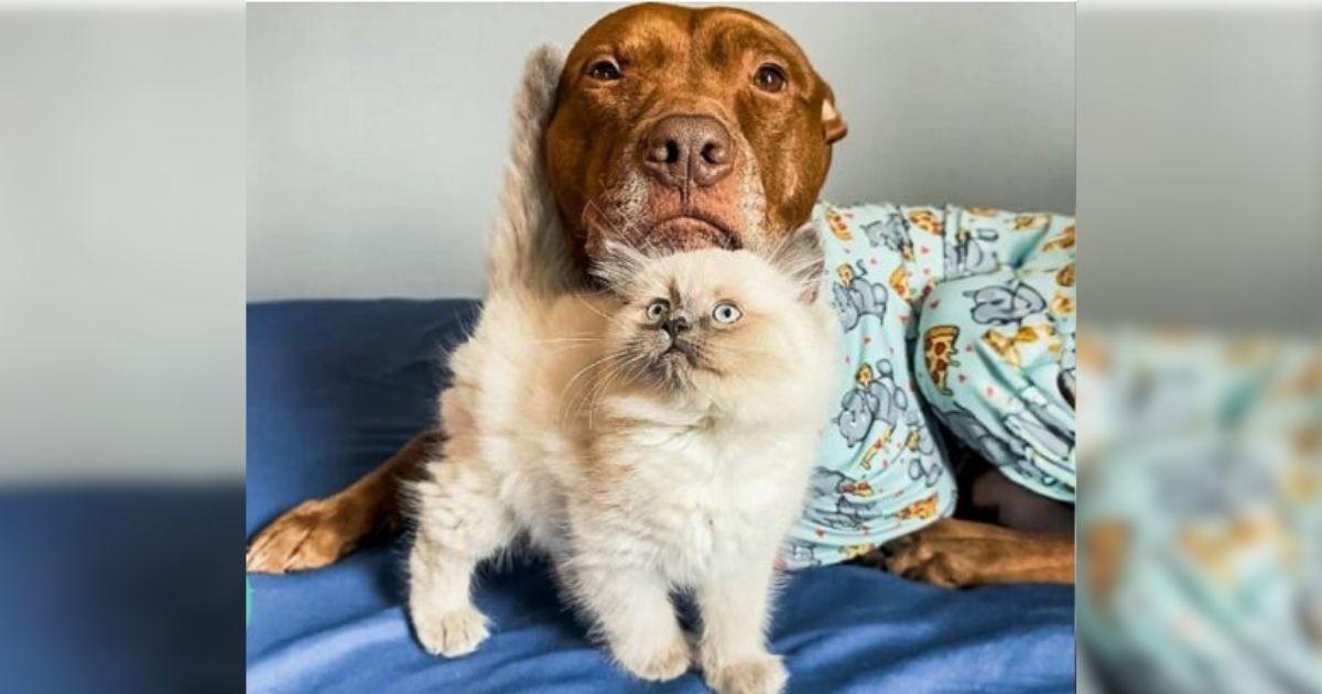 Rescue Pittie Didn’t Click With Other Dogs Until He Met His Perfect Feline Brother