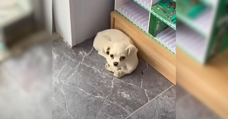 Scared Puppy Runs Into Store And Hides in Corner Hoping Someone Will Help
