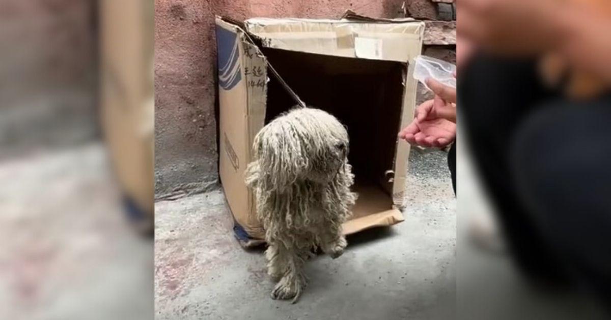 Severely Matted Dog Was Found Shaking And Starving Under A Car When Kind Strangers Stepped In