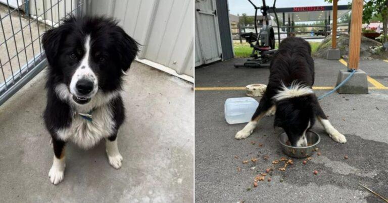 Shelter Staff In Idaho Heartbroken After Finding A Border Collie Mix Left Tied At Their Door