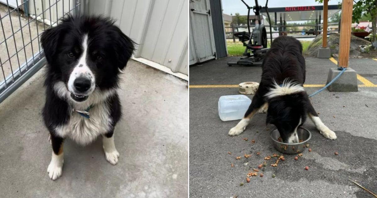 Shelter Staff In Idaho Heartbroken After Finding A Border Collie Mix Left Tied At Their Door