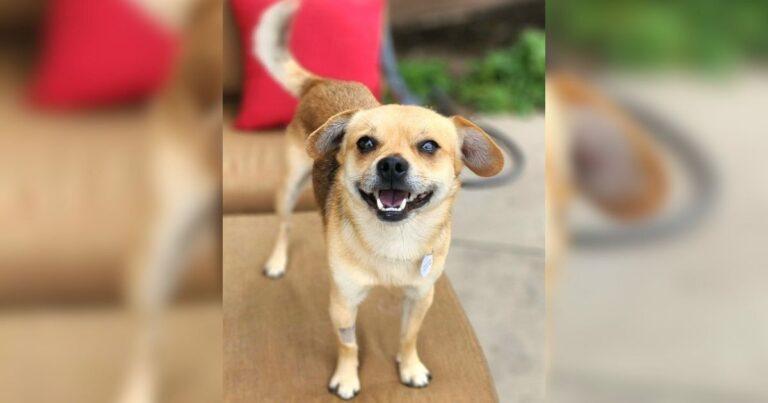 Sweet Little Dog Ends Up Without A Home After His Owners Gets Evicted