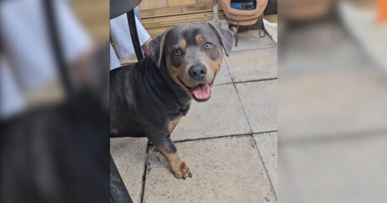 The Internet Can’t Get Enough Of The Surprise Litter From A Dachshund And Rottweiler