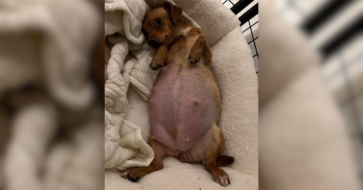 This Brave Mama Dog Endured It All To Keep Her Litter Safe