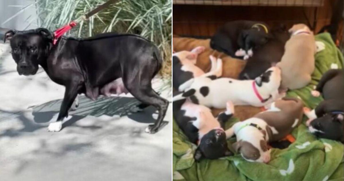 This Mama Dog And Her Puppies Were In Trouble Until A Couple Volunteered To Foster Them