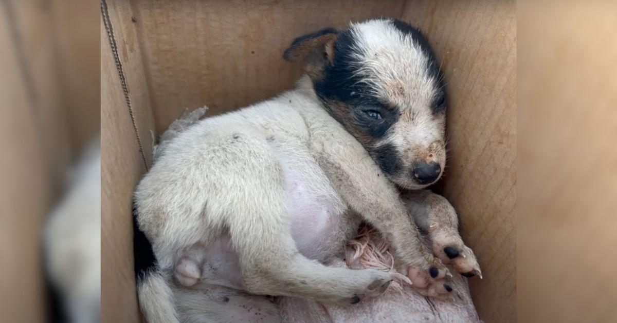 Tiny Pup Couldn't Stop Crying After Being Given Away To Local Kids