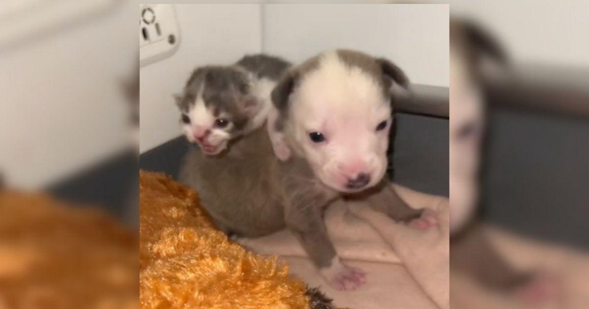 Tiny Puppy And Kitten Rejected By Their Moms Share The Cutest Friendship Ever