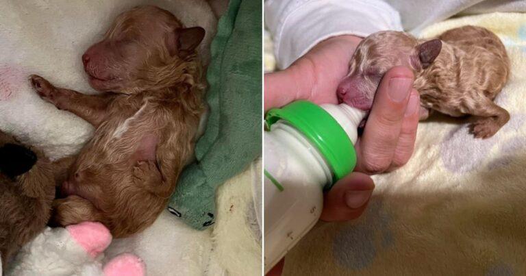 Tiny Puppy With Deformed Leg Rejected By His Mom Grows Into The Sweetest Little Teddy Bear