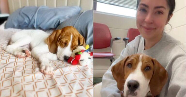 Woman Finds Her Beloved Pup Listed For Adoption After Being Told He Would Be Put Down