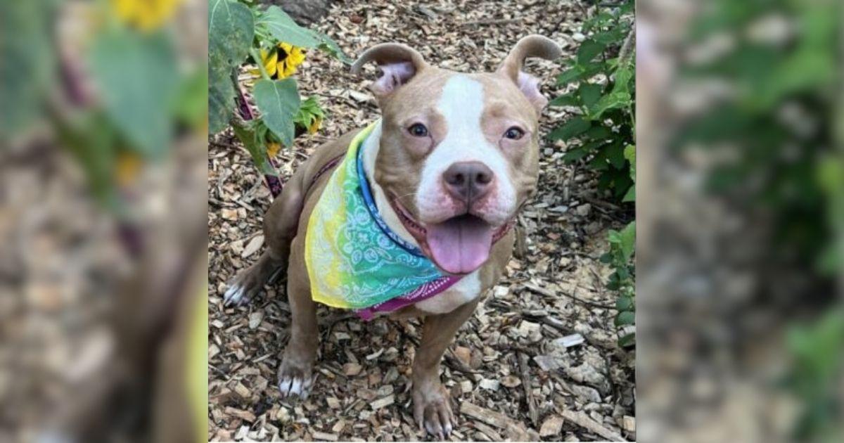 Woman Shocked To Find Dog Left Alone Tied To A Fence With Only A Blanket And Some Food