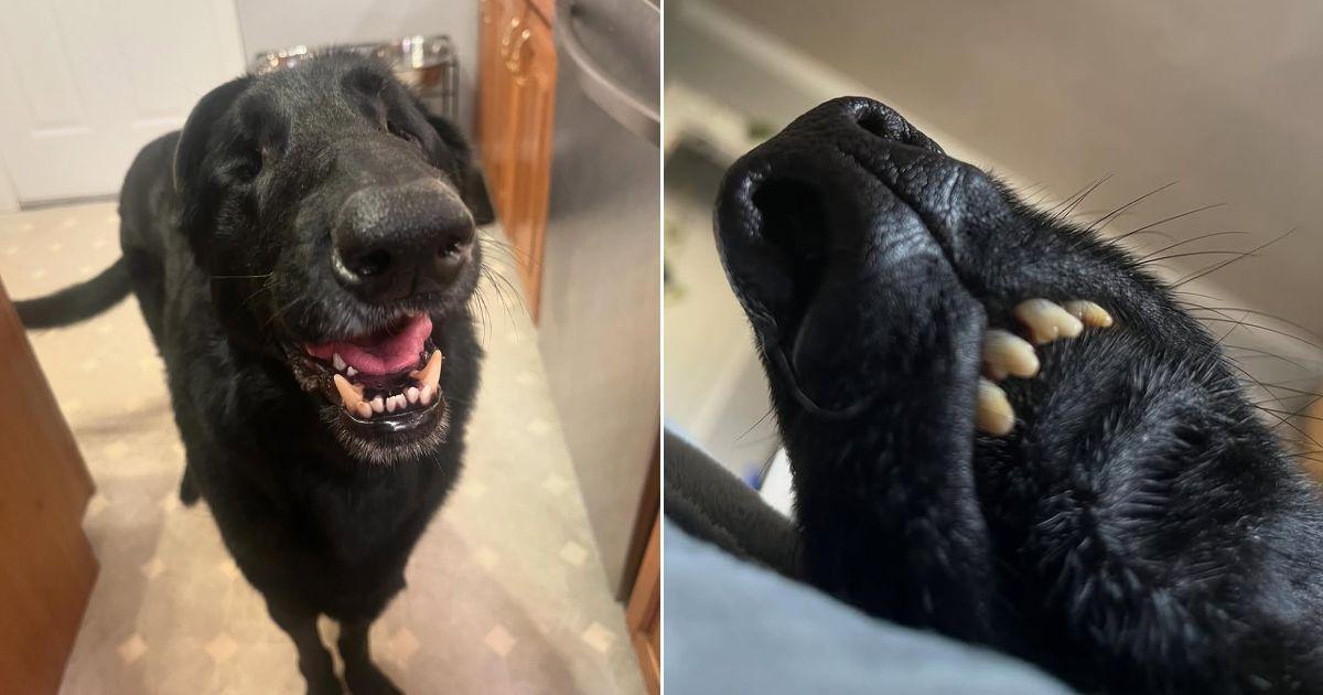 Woman Thought She Adopted The Perfect Dog And Then Learns He Has A Special Surprise
