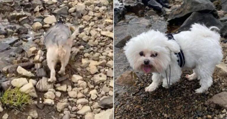 Woman Took Her Dogs Hiking Then Realized She Forgot Something Big