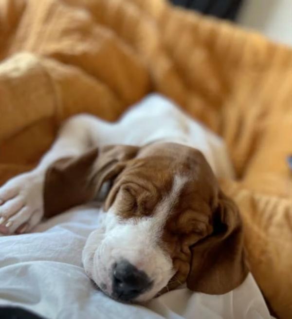 beau sleeping in bed