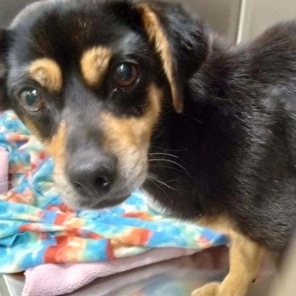 beautiful black and golden dog