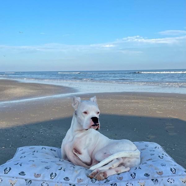 beautiful dog posing on the beach