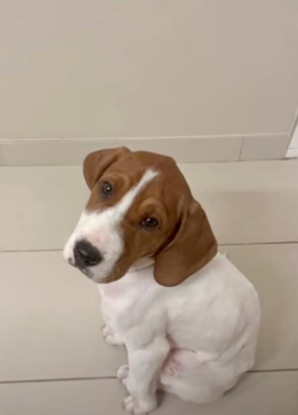 beautiful hound mix pup