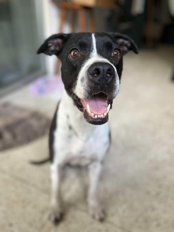 beautiful portrait of shyla after rescue