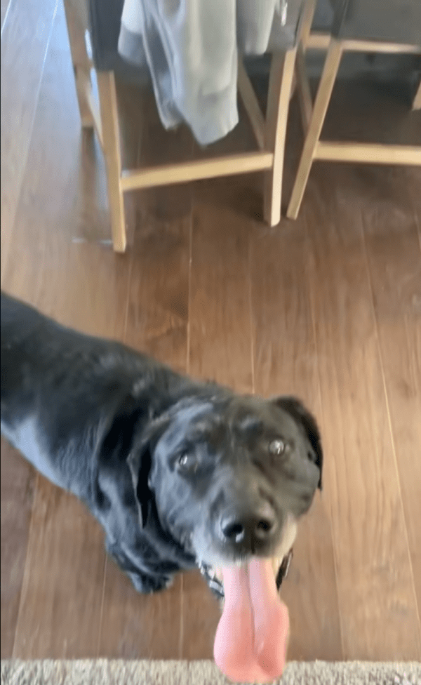 black dog with tongue out