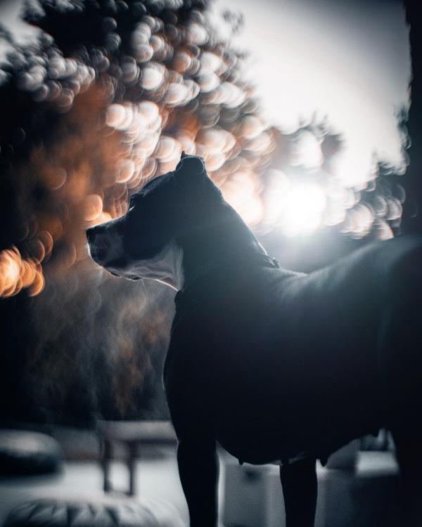 black pittie profile photo