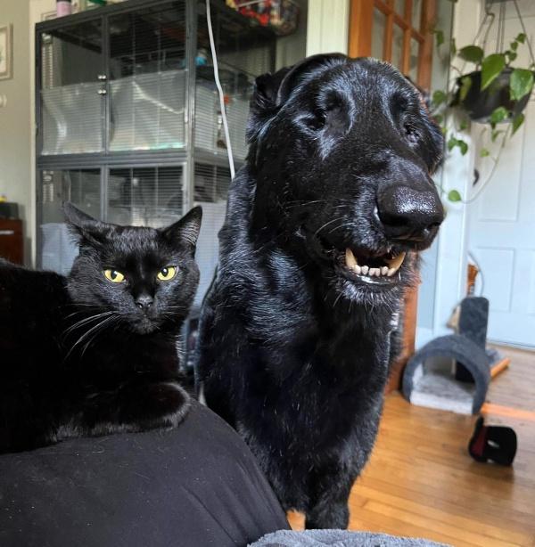 blind black dog posing with black cat